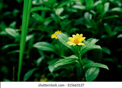 Yellow Daisies.