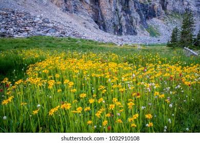 Yellow daisies among high mountains in Idaho