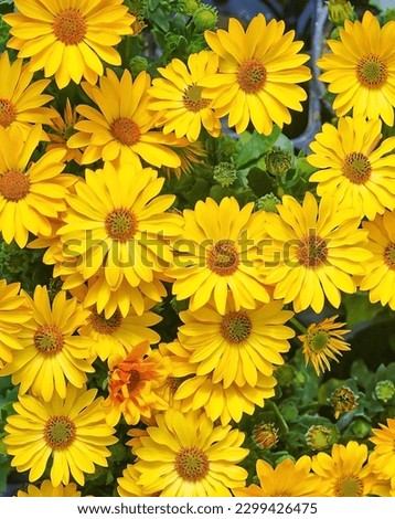 yellow daisies in bloom in summer