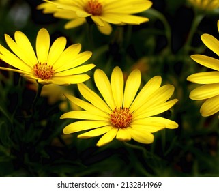 Yellow Daisies in Full Bloom