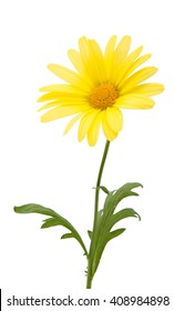 yellow daisies isolated on white background...