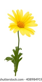 yellow daisies isolated on white background...