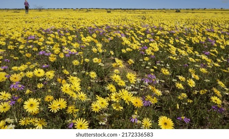 Yellow Daisies At Langebaan Cape West Coast 