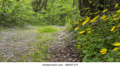 Yellow daisies and path in the forest in spring - Shutterstock ID 186937175