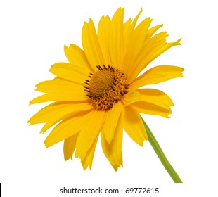 yellow daisy