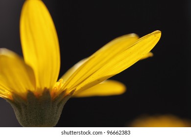 Yellow daisy