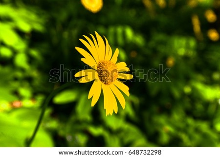 Yellow daisy