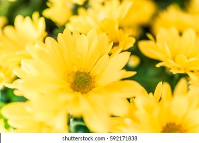Yellow daisy bouquet macro closeup
