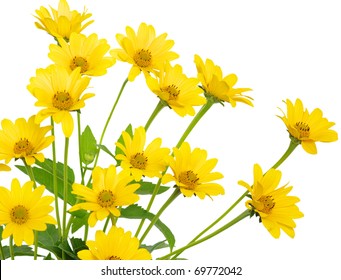 Yellow Daisy Flower