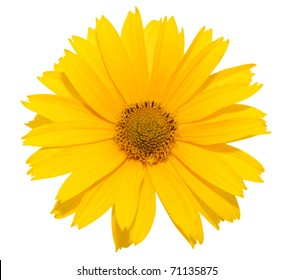 yellow daisy flower