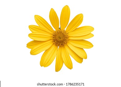 Yellow daisy flower closeup on a white isolated background with clipping path. - Powered by Shutterstock