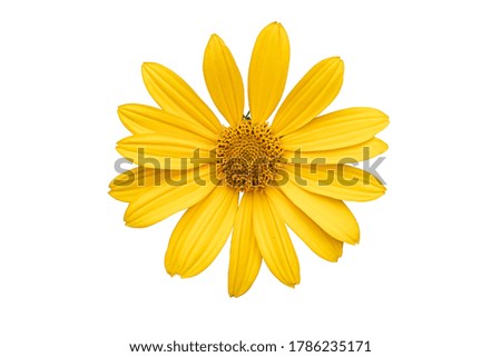 Yellow daisy flower closeup on a white isolated background with clipping path.