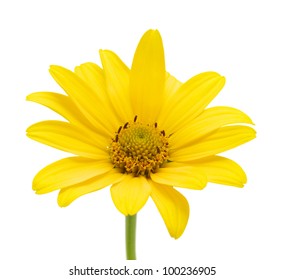 yellow daisy flower isolated on white