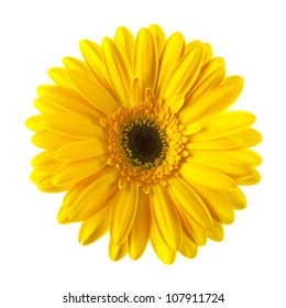 Gelbe Blume, einzeln auf weißem Hintergrund