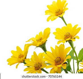 Yellow Daisy Flower Isolated On White