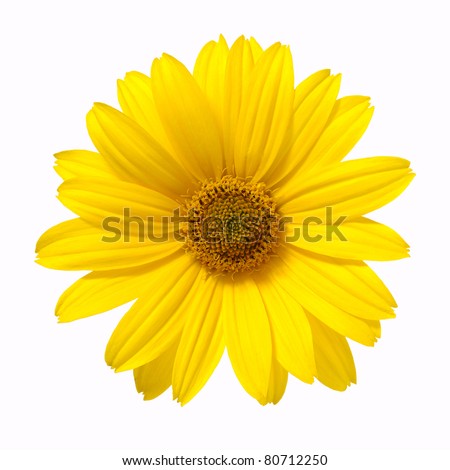 yellow daisy flower isolated on white background