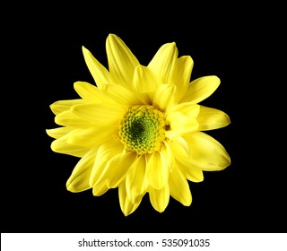 Yellow daisy flower on black background