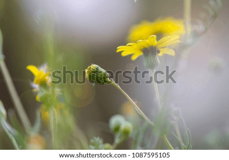 Similar – Butterblumen und Ehrenpreis