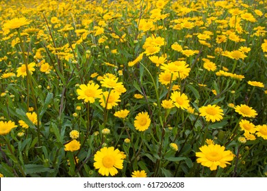 yellow daisy flowers field background