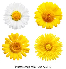 Yellow daisy flowers isolated on white background