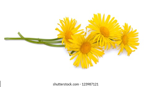 yellow daisy flowers over white