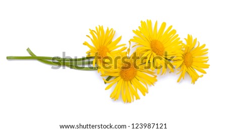 yellow daisy flowers over white