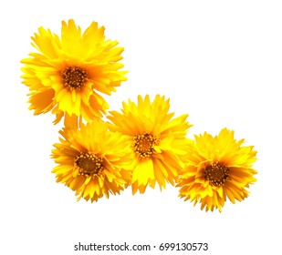 Yellow daisy isolated on a white background. Flowers card. Flat lay, top view