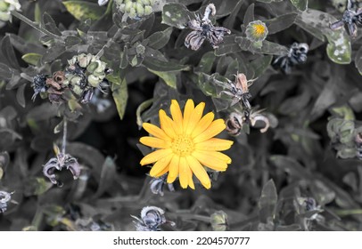 Yellow Daisy Still Here After The Drought