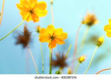 yellow daisy under view.