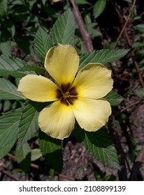 Yellow Damiana flower blooms every eight o'clock