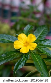 Yellow Damiana Flower on the Damiana Tree