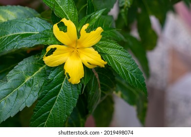 Yellow Damiana Flower on the Damiana Tree