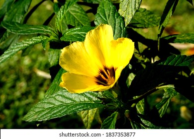 Yellow Damiana flowers (turnera diffusa) and leaves, bloom in the morning