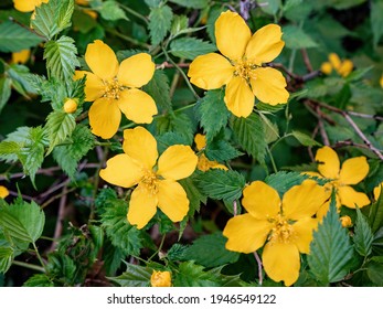 Yellow Damiana flowers (turnera diffusa) and green leaves. Natural background