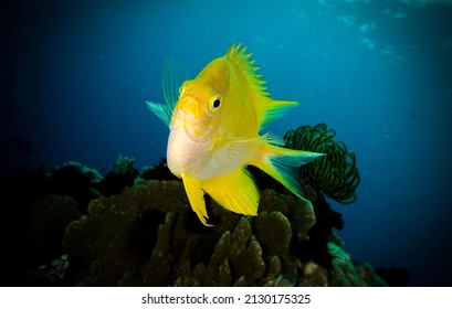 Yellow damsel fish at the bottom of the sea