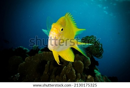 Yellow damsel fish at the bottom of the sea