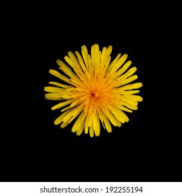 Yellow Dandelion