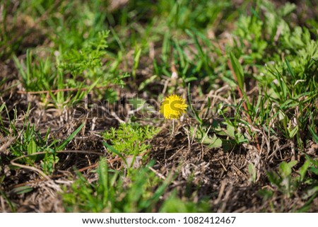 a yellow dandelion