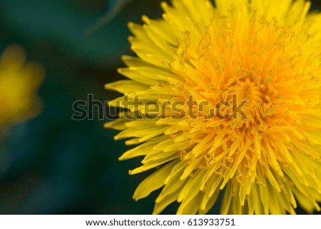 Similar – Image, Stock Photo 20.04.09 Plant Flower