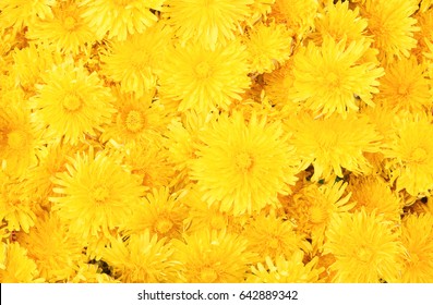 Yellow Dandelion Background