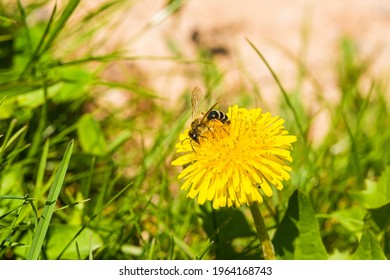 Yellow dandelion. A bee on a dandelion. Close-up. A bee collects pollen on a yellow flower. Macro photo. Green leaves. Green grass. Spring landscape. Dandelion in summer. Spring mood