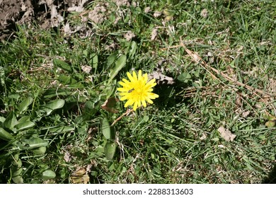 Yellow dandelion with a bug