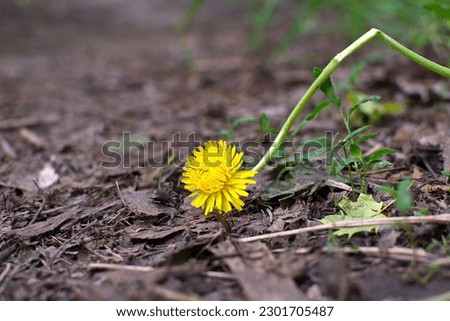Yellow dandelion flower with a bent stem on a forest path