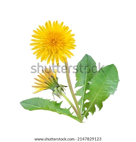Yellow dandelion flower and bud on stems with fresh green leaves isolated on white background                               