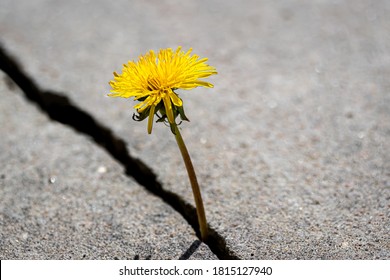 533 Dandelions In Concrete Crack Stock Photos, Images & Photography ...