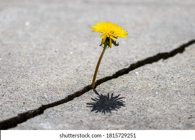 A Yellow Dandelion Flower Growing From A Crack In Concrete Or Cement. The Concept Of Growth, Overcoming Difficulties, Strength, Hope, Beginning And Rebirth.