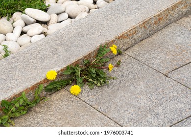 The Yellow Dandelion Flower Grows Through Concrete. The Concept Of Natural Power