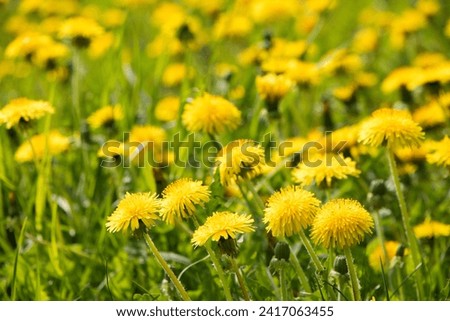 Yellow dandelion Flowers closeup. Nature Spring poster with blossoming dandelion flowers. Spring Floral meadow with selective focus. Colorful Spring Natural Wallpaper