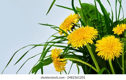 Yellow dandelion  flowers  Floral   background. Closeup. Studio shot.  Nature. - Powered by Shutterstock