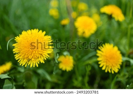 Similar – Image, Stock Photo sunny flowering dandelion